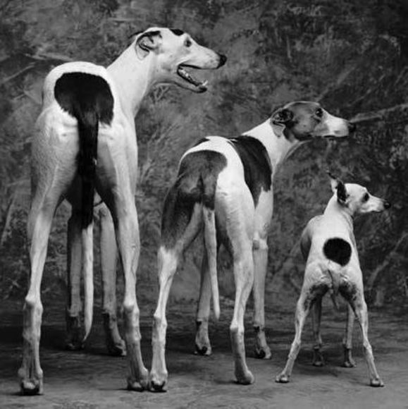 Meet your Posher, Colleen - Picture 1 of 1